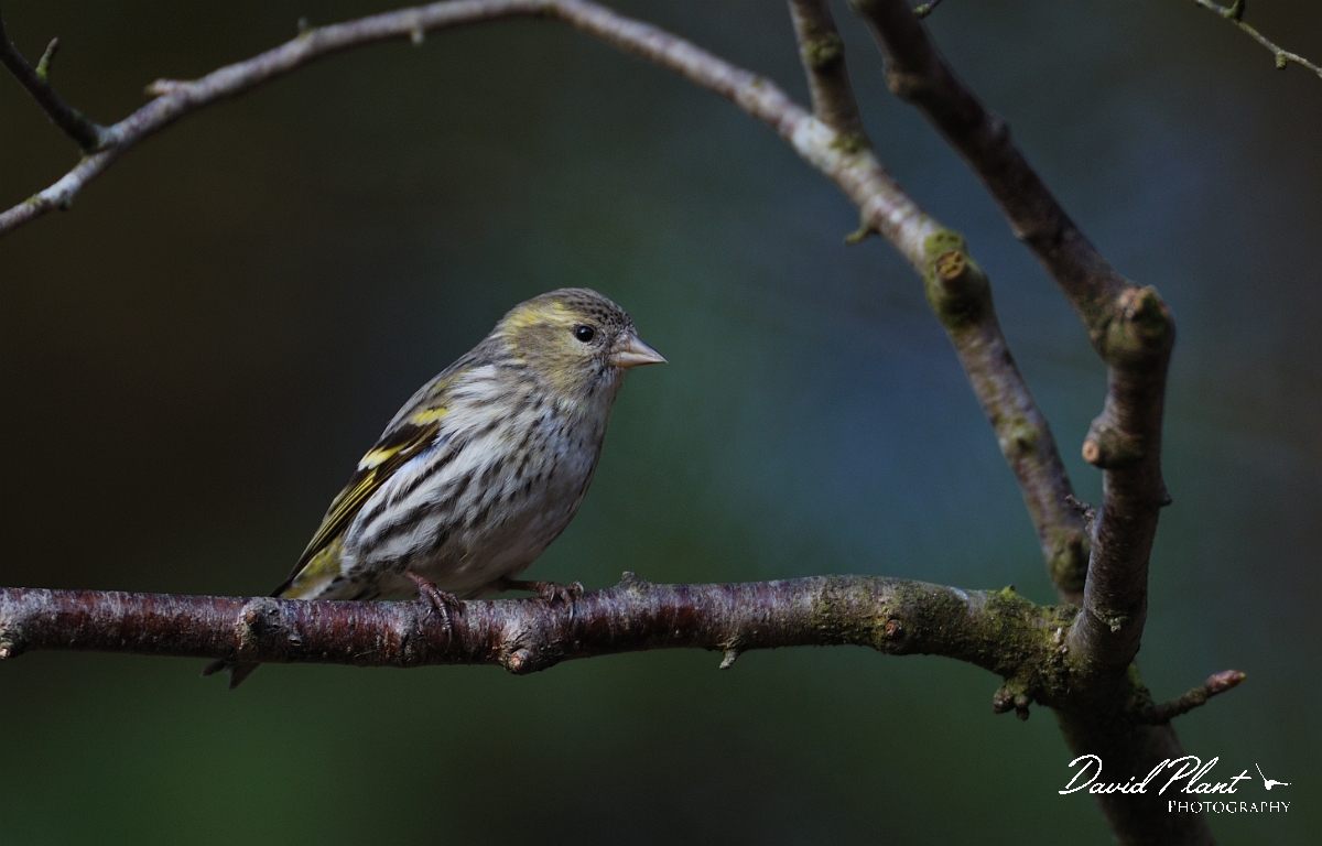 David Plant Photography - Wildlife Photographer - Siskin female - H.jpg - Siskin, female - Forest of Dean